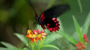 黑蝴蝶在线视频,暗夜中的神秘传说
