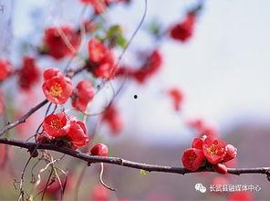 春 花开在线视频,花开时节共赏美景