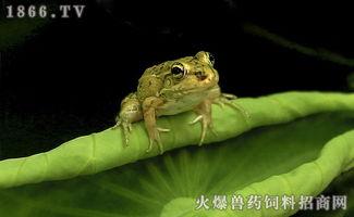 青蛙饲料制作在线视频,轻松掌握营养均衡的养殖秘诀